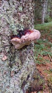 foto di Funghi